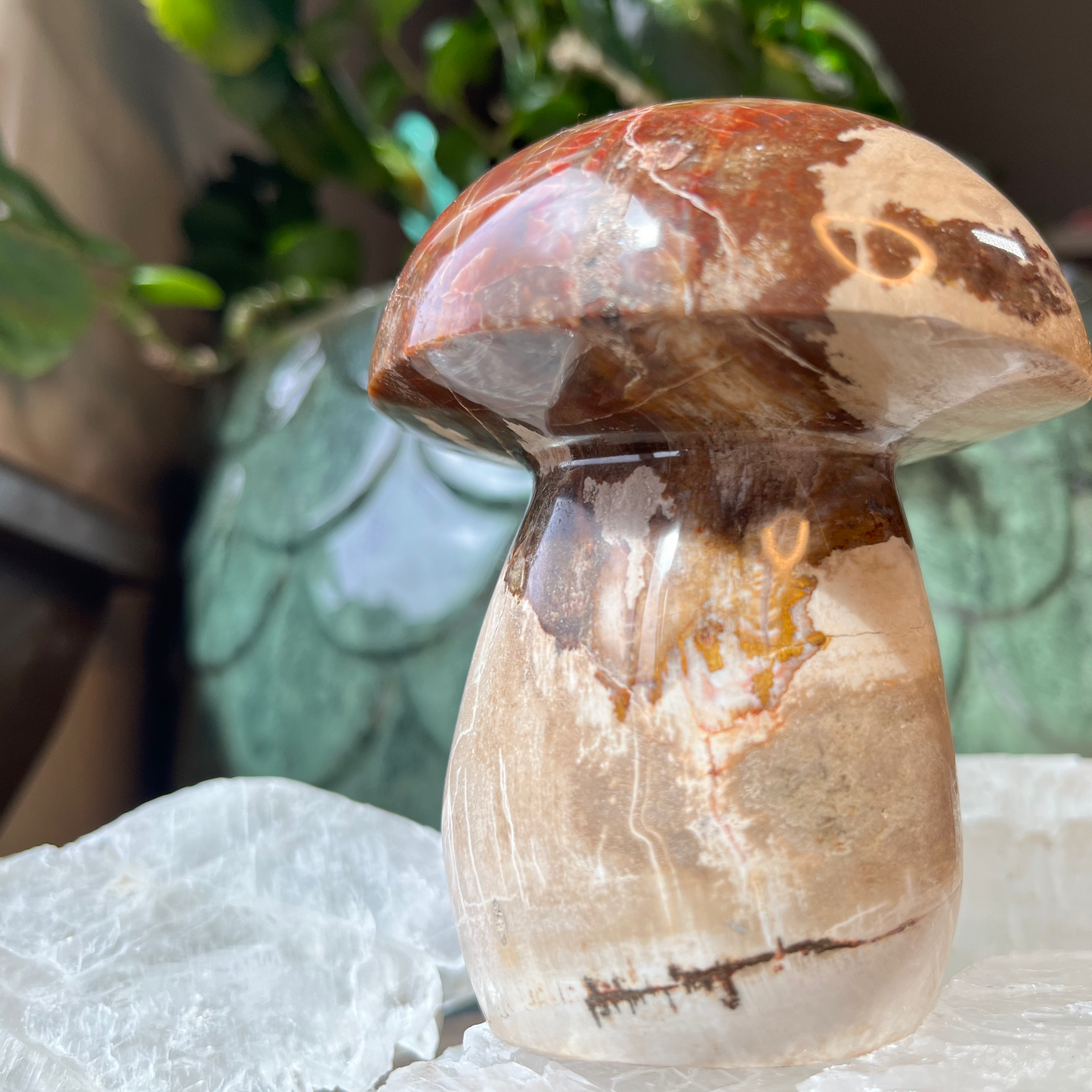 Petrified Wood Mushroom | B