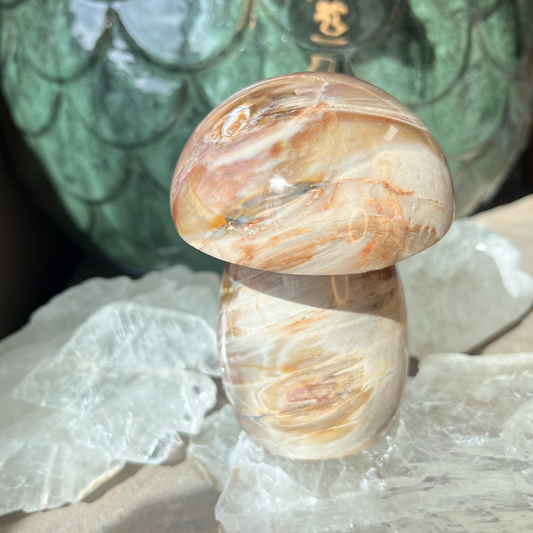 Petrified Wood Mushroom | C