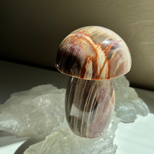 Petrified Wood Mushroom | D